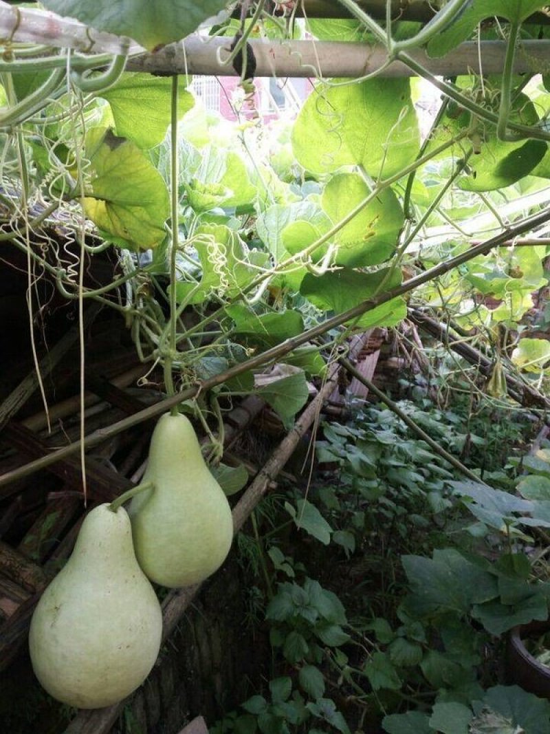 观赏葫芦、各种葫芦、产地直销、欢迎咨询