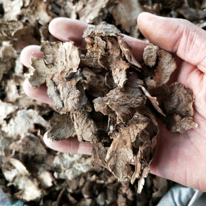 茯苓皮水洗茯苓皮无硫各种中药材中药材