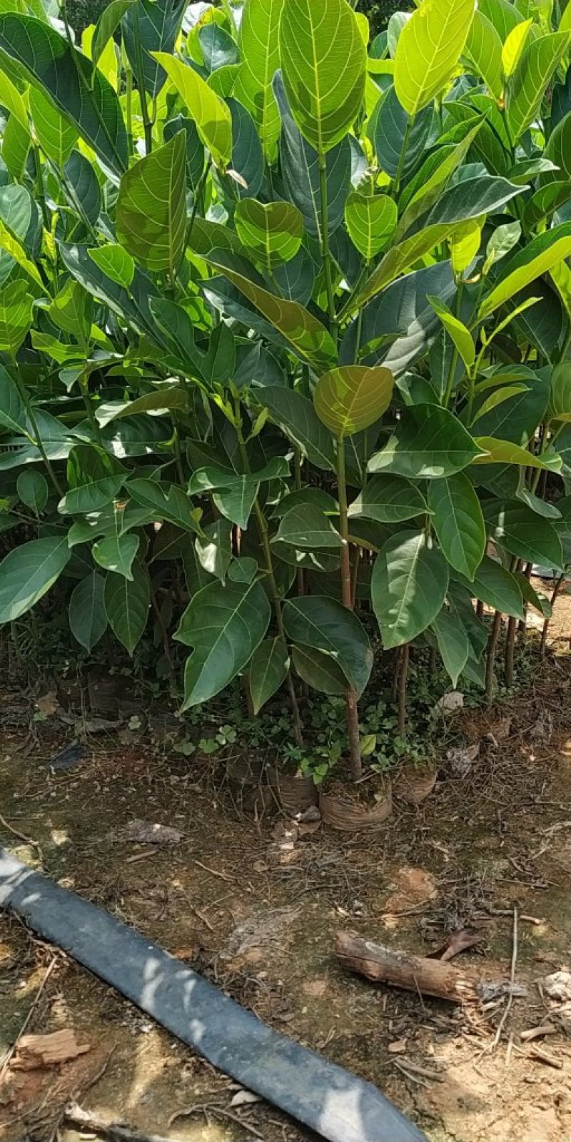 菠萝蜜直生苗营养杯苗八十公分高起量大从优