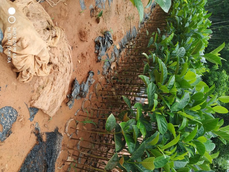 菠萝蜜直生苗营养杯苗八十公分高起量大从优