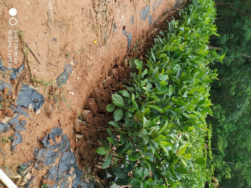 菠萝蜜直生苗营养杯苗八十公分高起量大从优