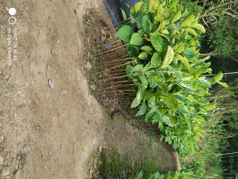 菠萝蜜直生苗营养杯苗八十公分高起量大从优