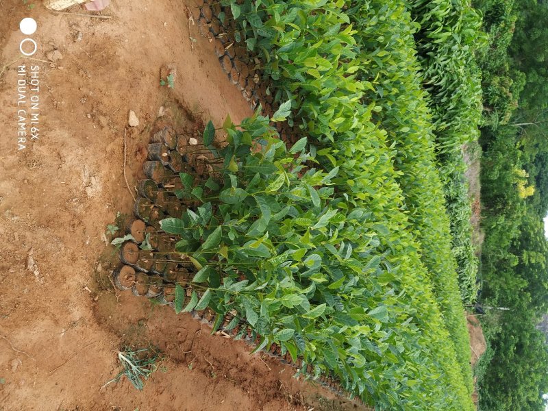 菠萝蜜直生苗营养杯苗八十公分高起量大从优