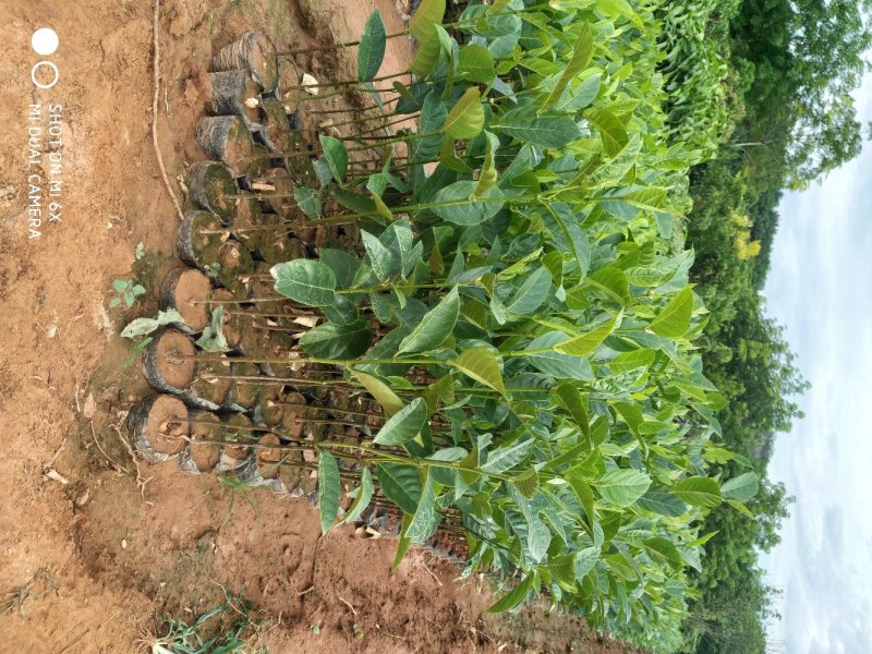 菠萝蜜直生苗营养杯苗八十公分高起量大从优