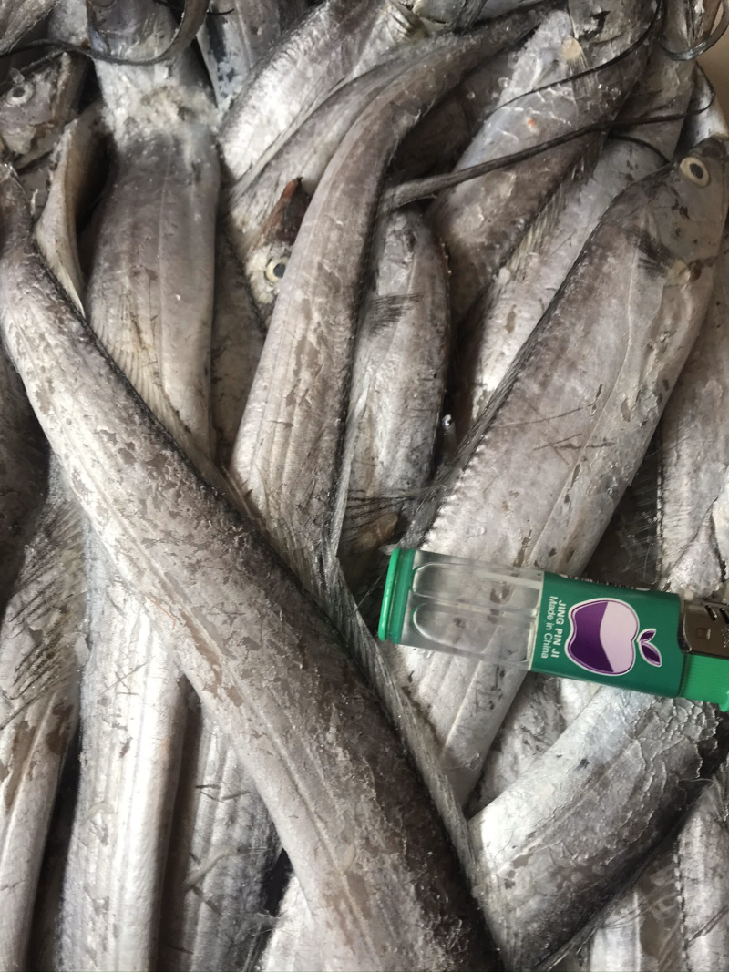 渤海湾野生刀鱼，货源充足