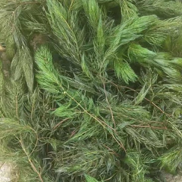 金鱼澡龙虾螃蟹养殖净化水质河道清理专用，