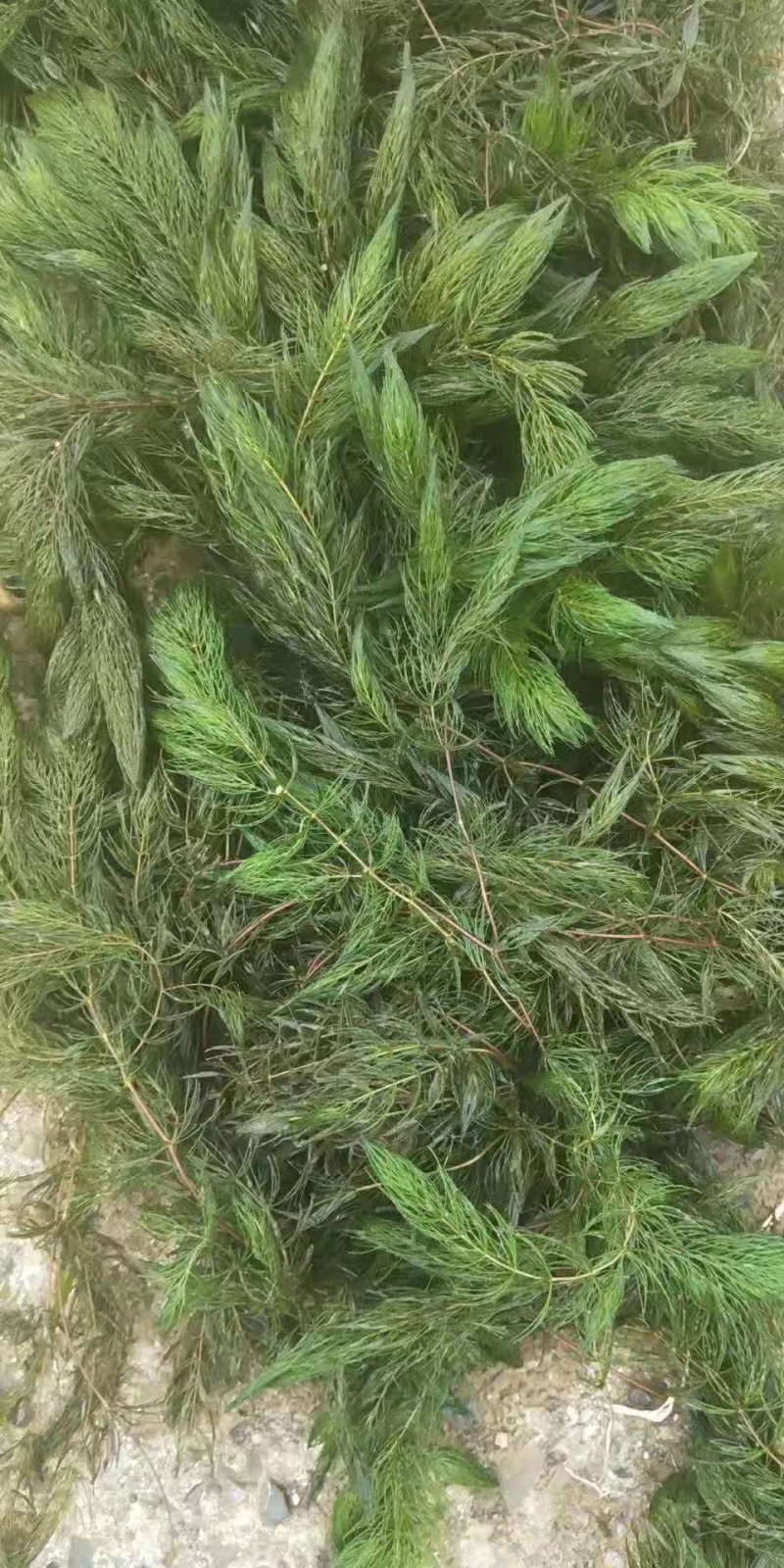 金鱼澡龙虾螃蟹养殖净化水质河道清理专用，