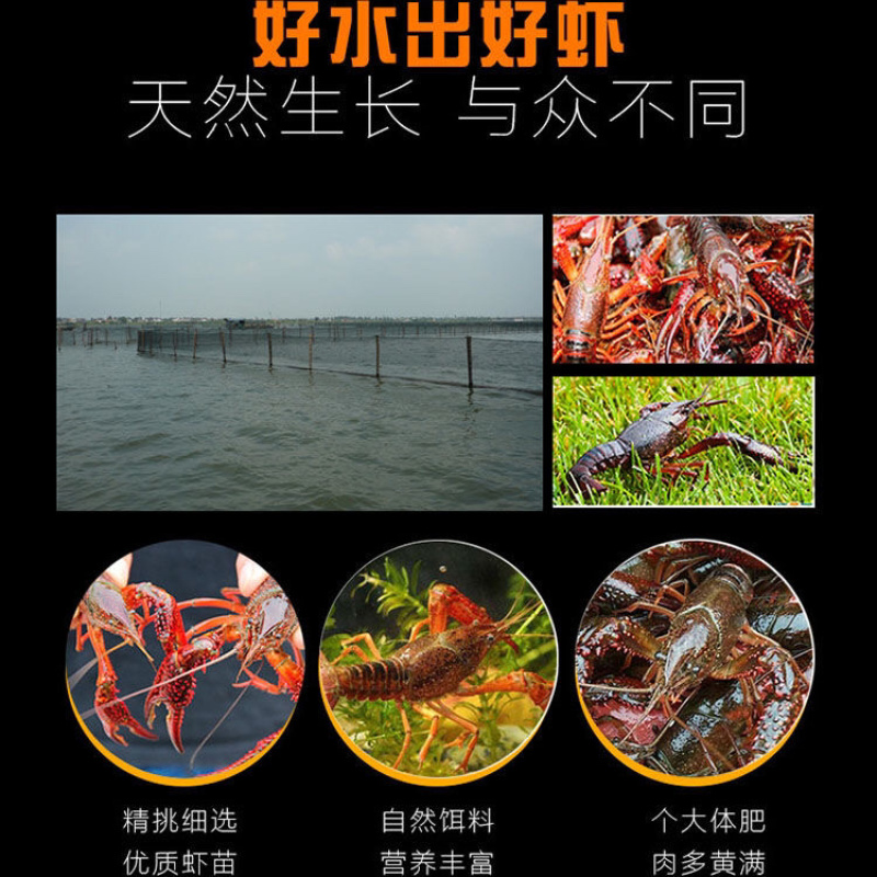 龙虾苗全椒县稻田纯养殖苗丶