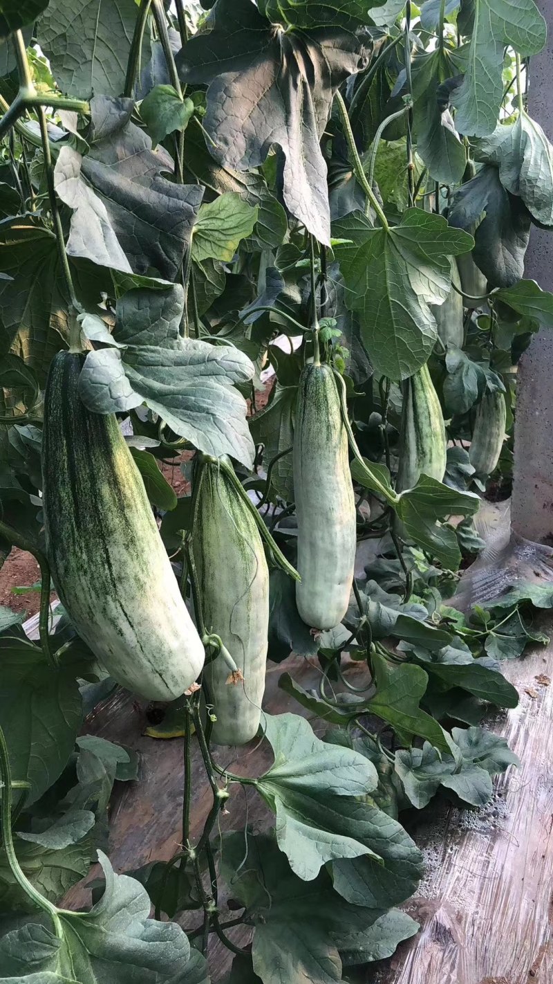 甜瓜苗绿宝羊角蜜博洋9号不嫁接甜瓜苗直播甜瓜苗