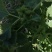 野生苍耳子