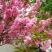 樱花树日本樱花嫁接早樱晚樱(嫁接速生生长速度快)南北