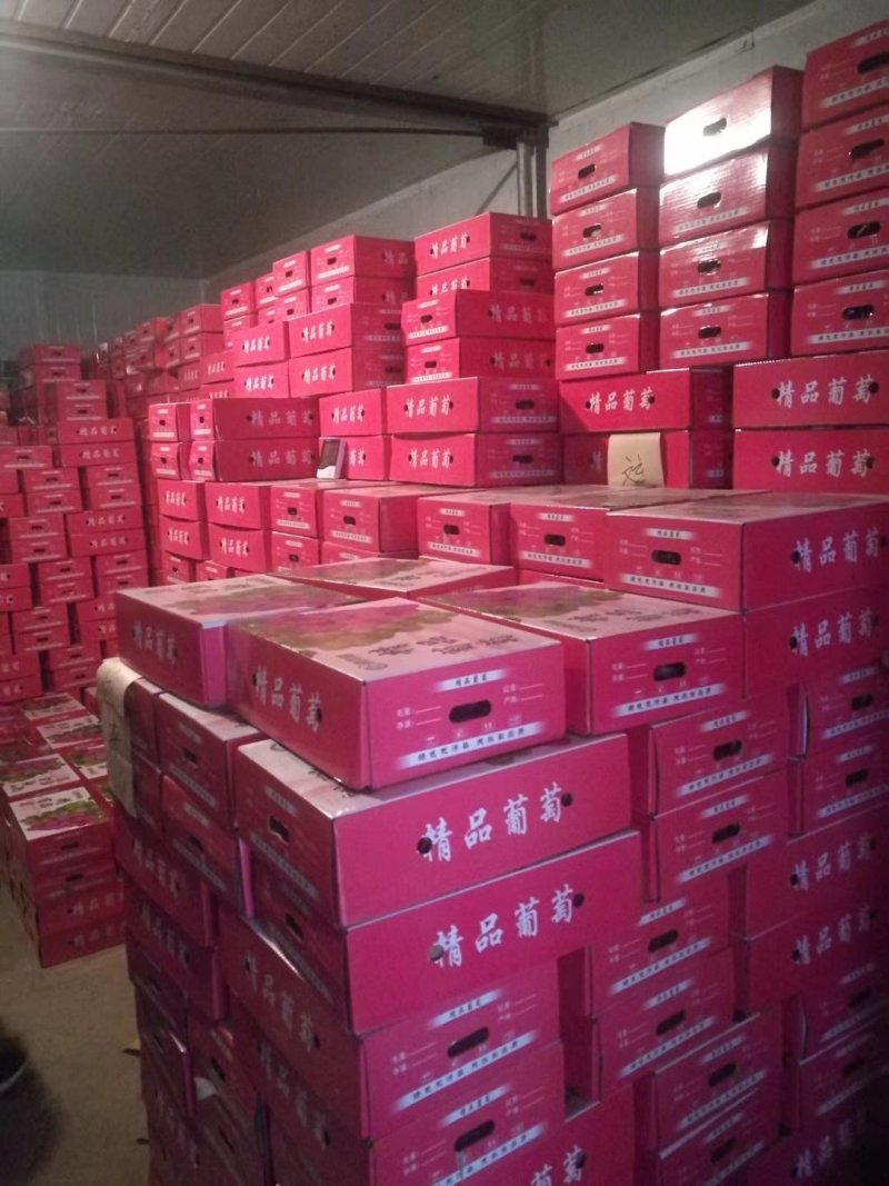 葡萄河北巨峰葡萄大量现货实力供应海量货源