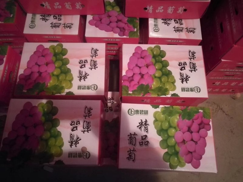 葡萄河北巨峰葡萄大量现货实力供应海量货源