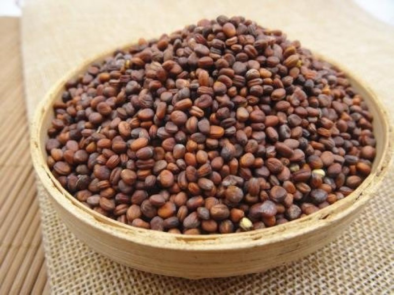 常年批发代购莱菔子量大从优