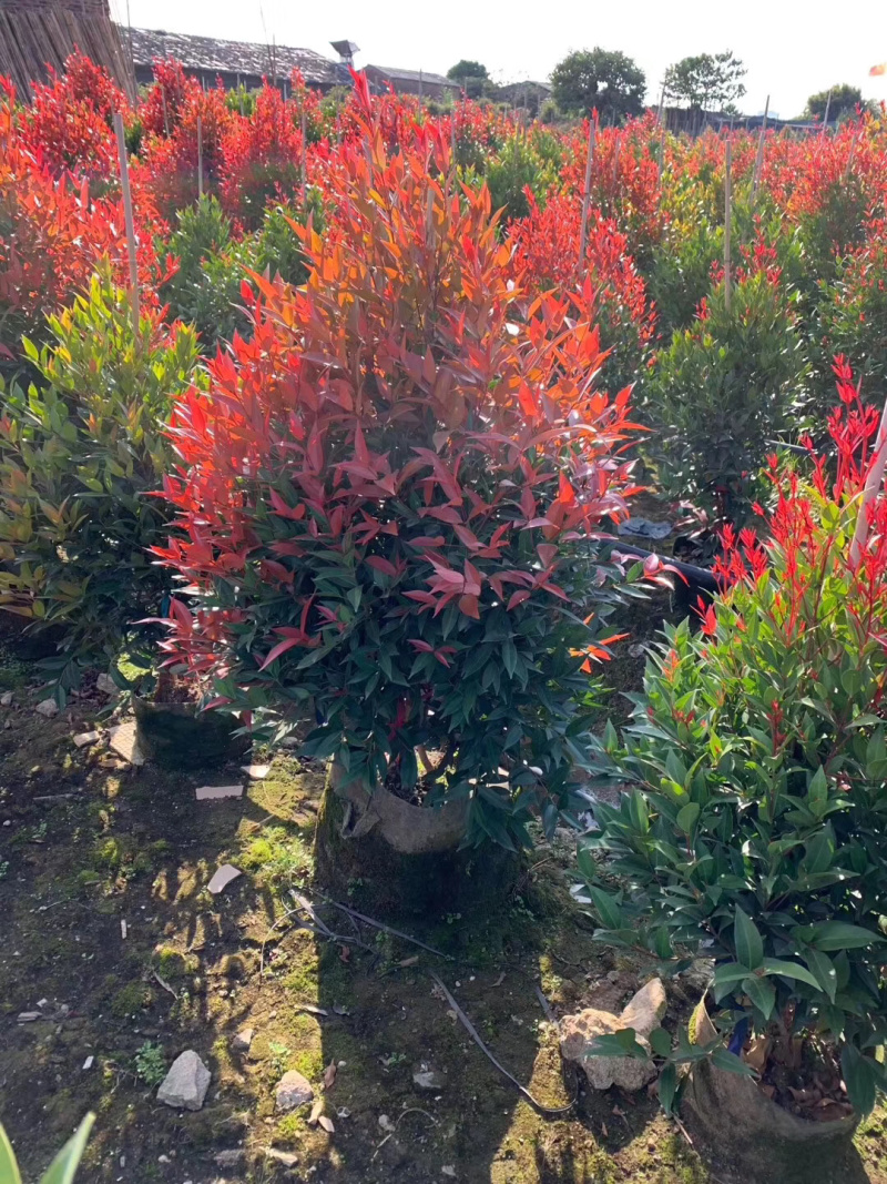 红车苗观叶彩叶绿化树苗红车树名贵盆栽苗木