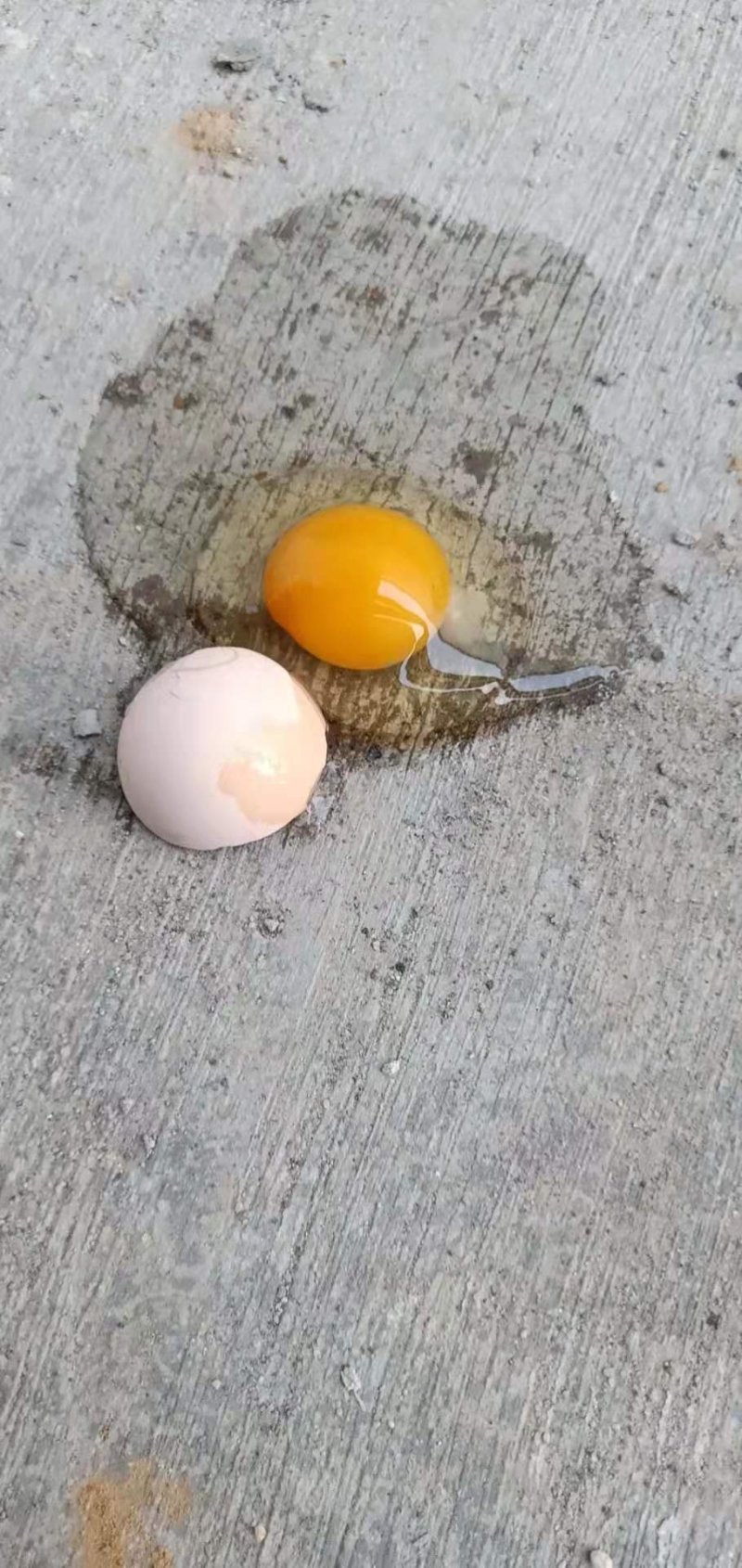 粉蛋