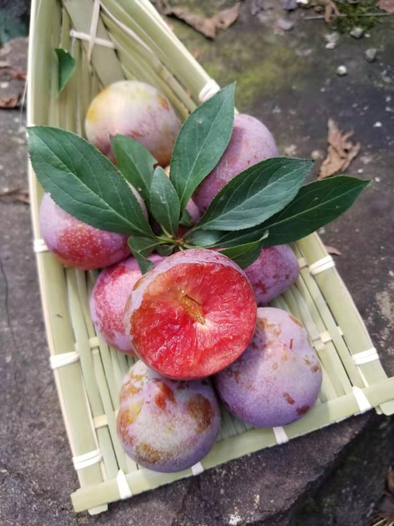 愿产地美国桃形李子树苗二年种植方便产量又高