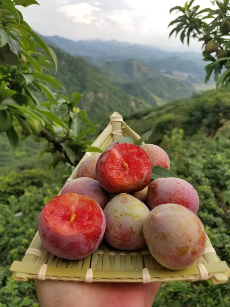 愿产地美国桃形李子树苗一年苗种植方便