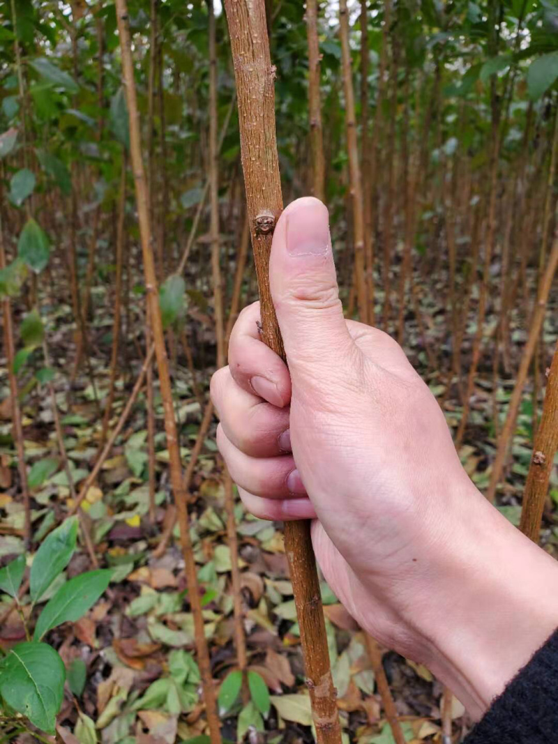 愿产地美国桃形李子树苗一年苗种植方便
