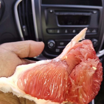 红肉马家柚苗，甜味红肉柚苗，自己果园育苗放心引种现挖保湿