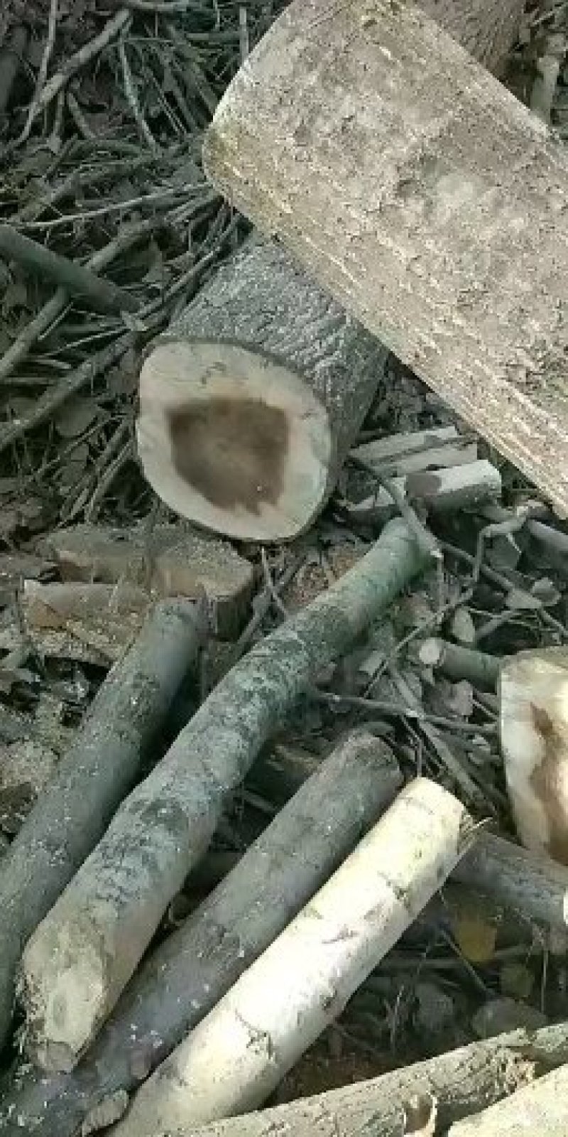 原木