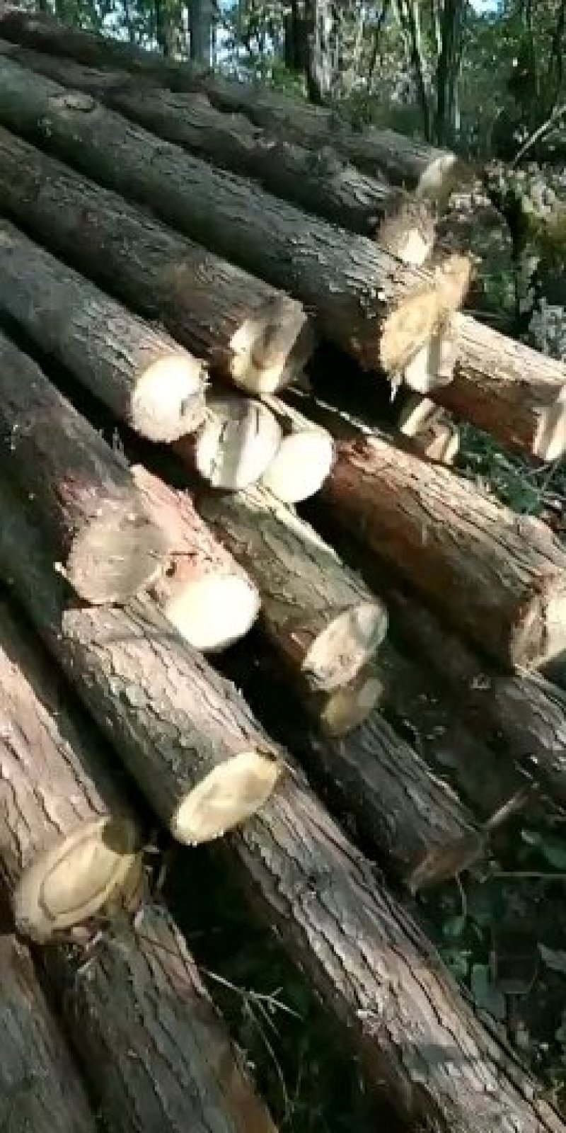 原木
