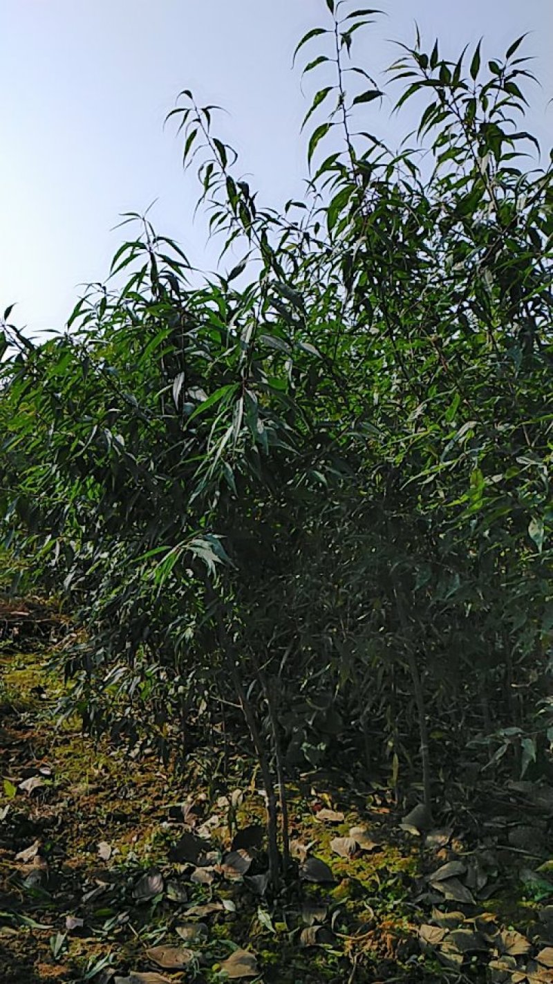 巴达木树苗