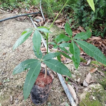发财树苗可以室内盘栽盆景绿化化