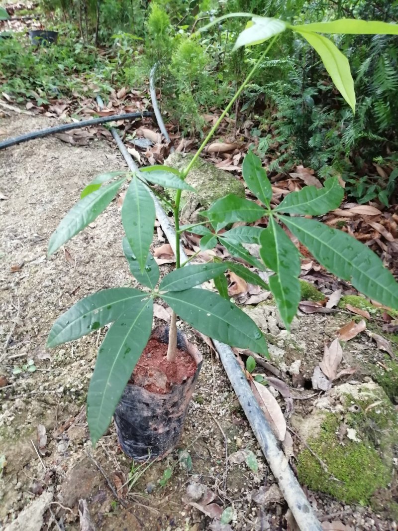 发财树苗可以室内盘栽盆景绿化化
