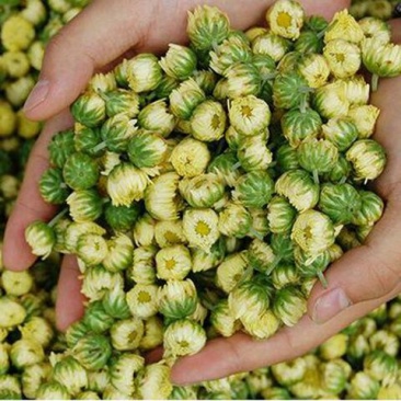 胎菊胎菊米甘菊头茬京胎菊桐乡胎菊各种花茶类