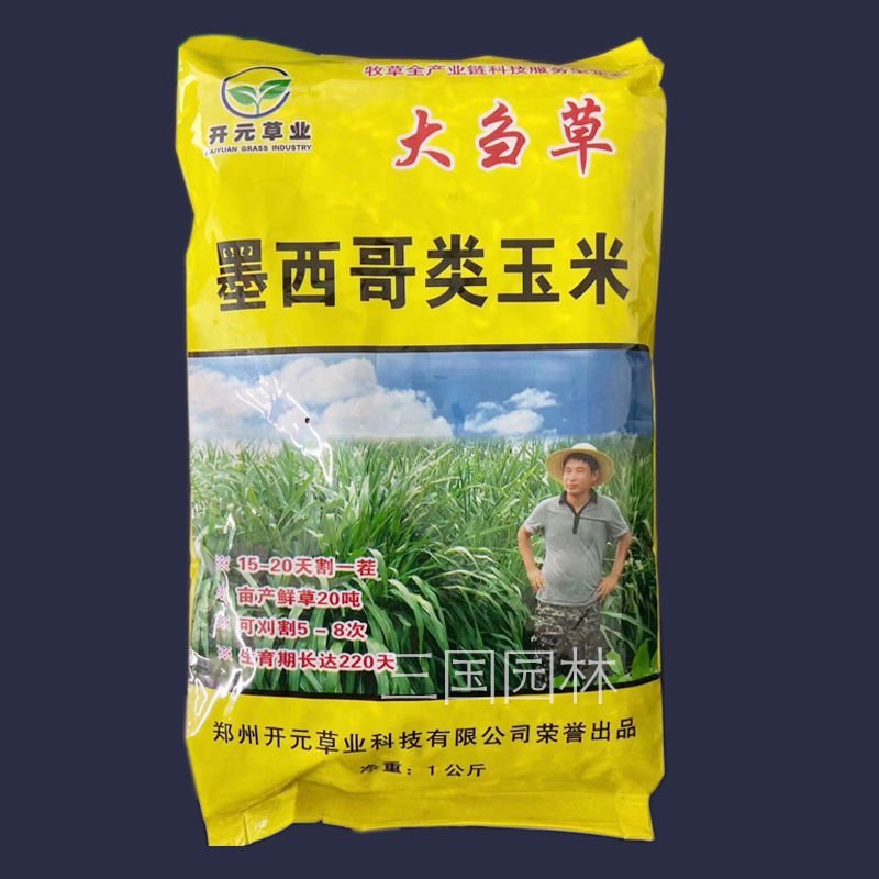 墨西哥玉米草种子牧草种子四季高产大叶优12猪羊牛鱼鸡鹅兔