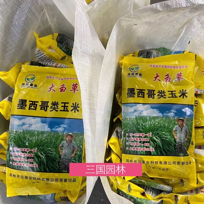 墨西哥玉米草种子牧草种子四季高产大叶优12猪羊牛鱼鸡鹅兔