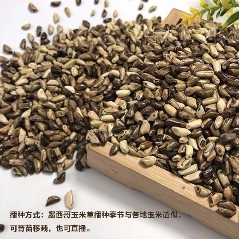 墨西哥玉米草种子牧草种子四季高产大叶优12猪羊牛鱼鸡鹅兔