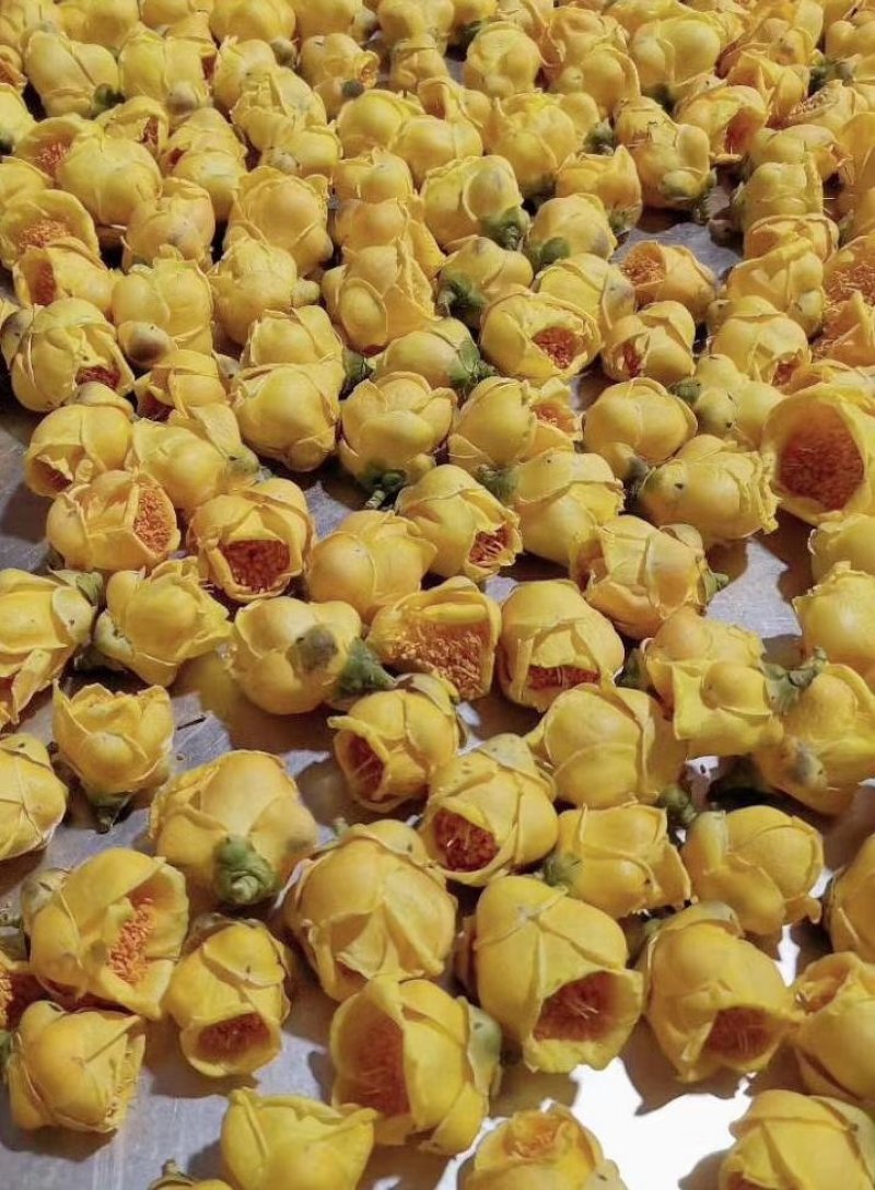 防城防普金花茶高压苗