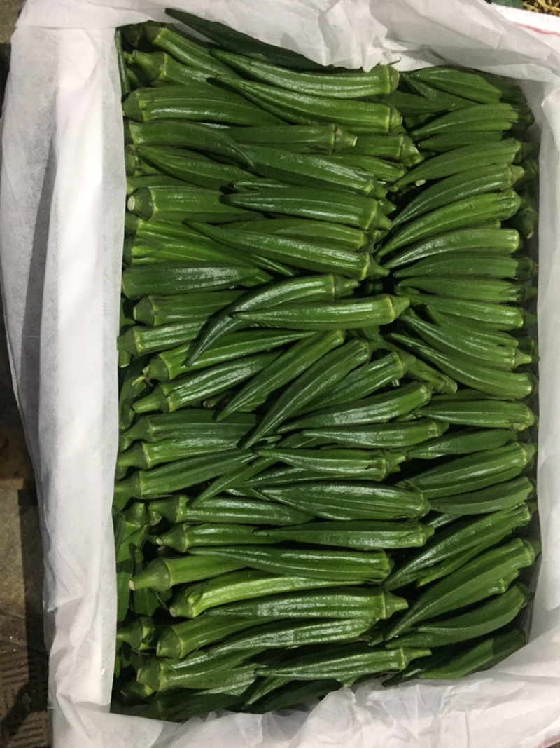 精品黄秋葵10至12厘米