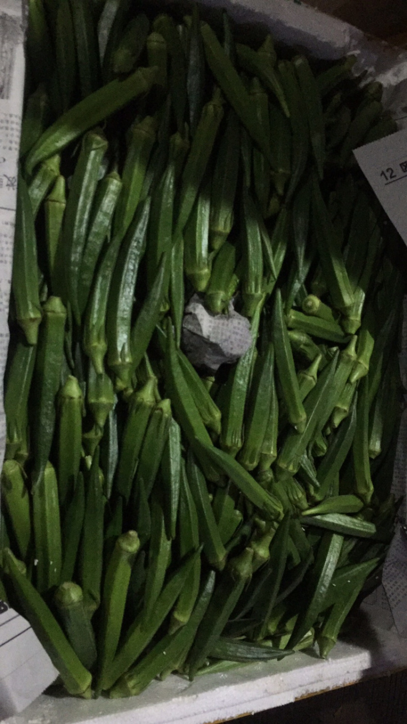 精品黄秋葵10至12厘米