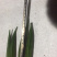 精品黄秋葵10至12厘米