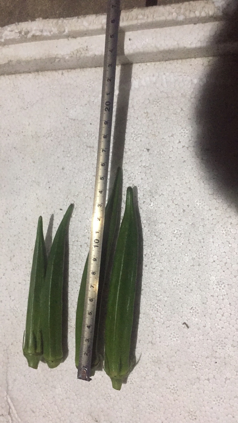 精品黄秋葵10至12厘米