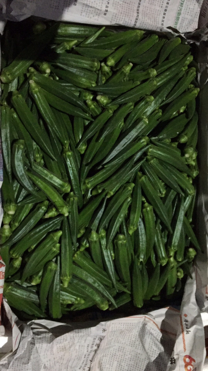 精品黄秋葵10至12厘米