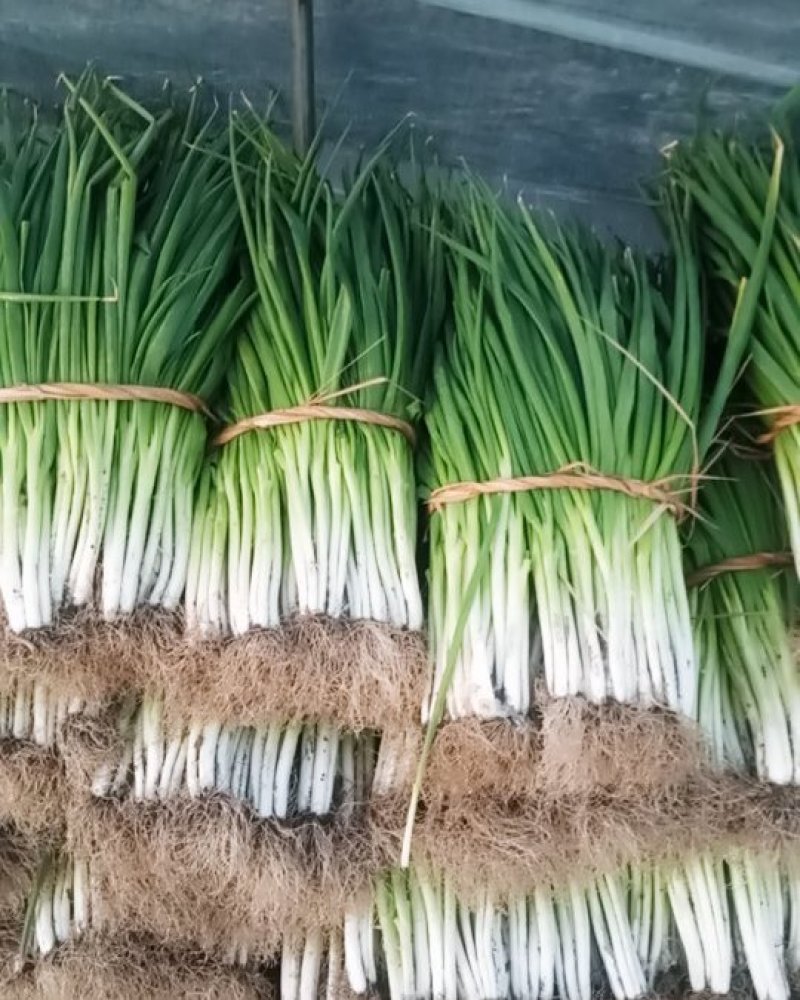 分葱大葱净葱1cm左右25cm以下