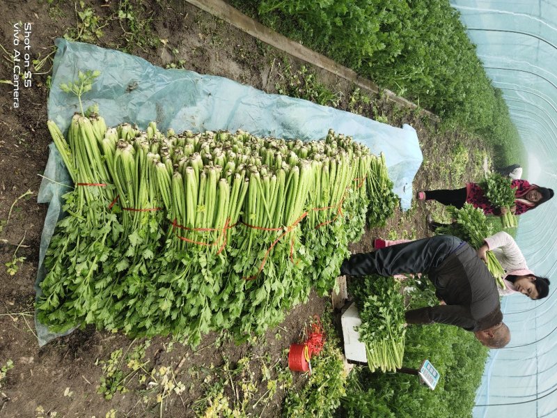 大棚精品法国皇后西芹芹菜，大量上市，产地直销