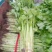 芹菜精品、超市**、产地直供、一手货源、量大从优