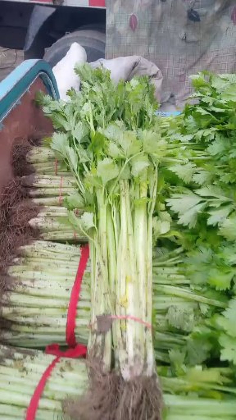 芹菜精品、超市**、产地直供、一手货源、量大从优