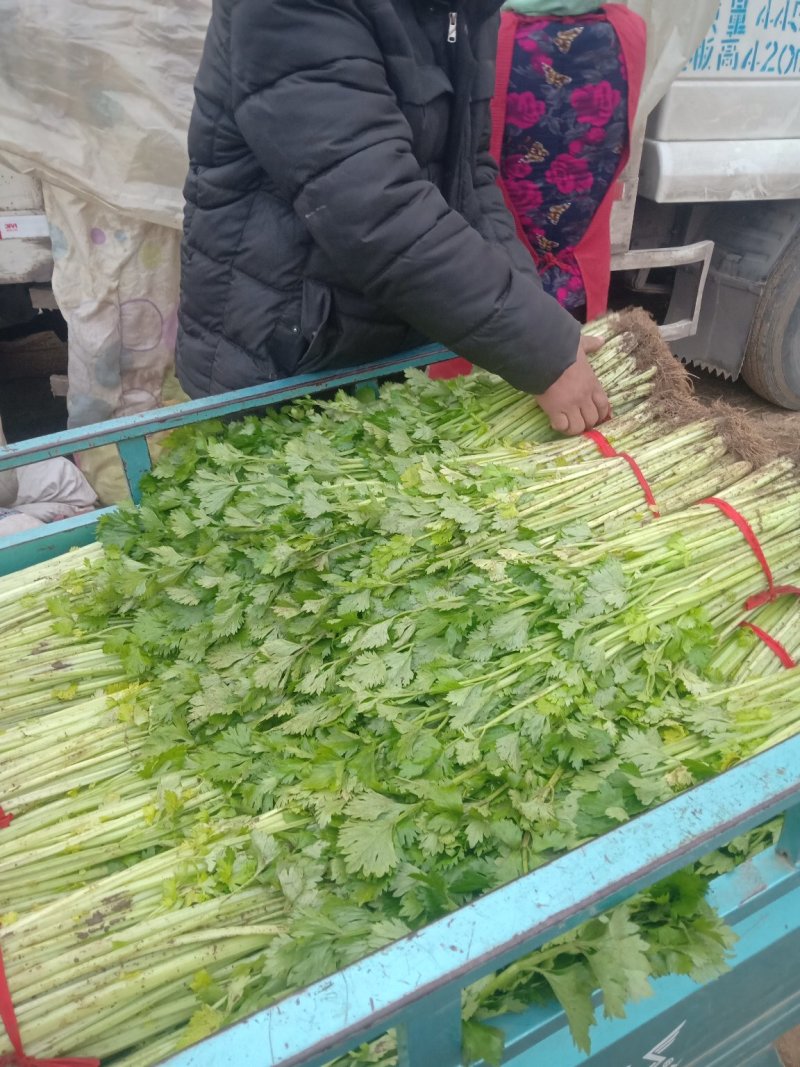 芹菜精品、超市**、产地直供、一手货源、量大从优