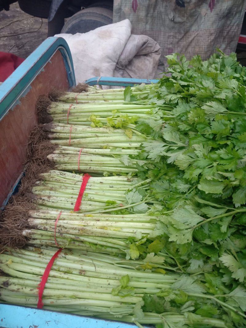 芹菜精品、超市**、产地直供、一手货源、量大从优