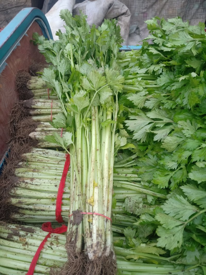 芹菜精品、超市**、产地直供、一手货源、量大从优