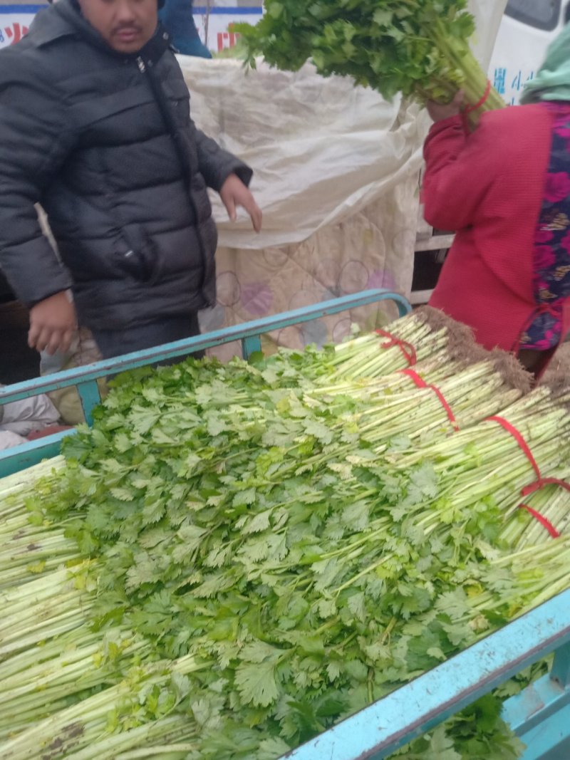 芹菜精品、超市**、产地直供、一手货源、量大从优