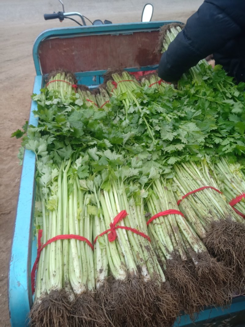 芹菜精品、超市**、产地直供、一手货源、量大从优