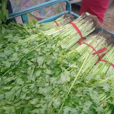 芹菜精品、超市**、产地直供、一手货源、量大从优
