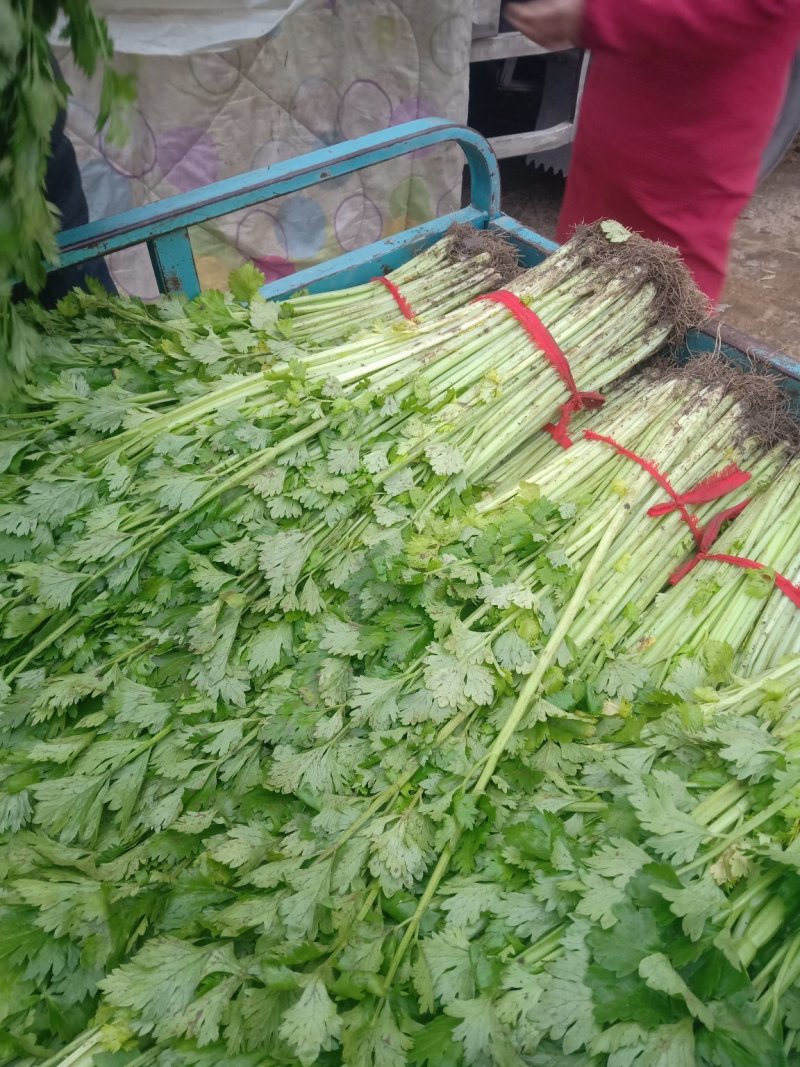 芹菜精品、超市**、产地直供、一手货源、量大从优